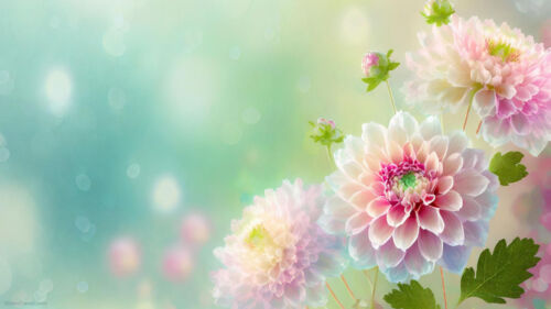 Powerpoint background spring with a few dahlia flower Blossoms in the right bottom corner by SlidesCorner.com - Backgrounds and Wallpapers