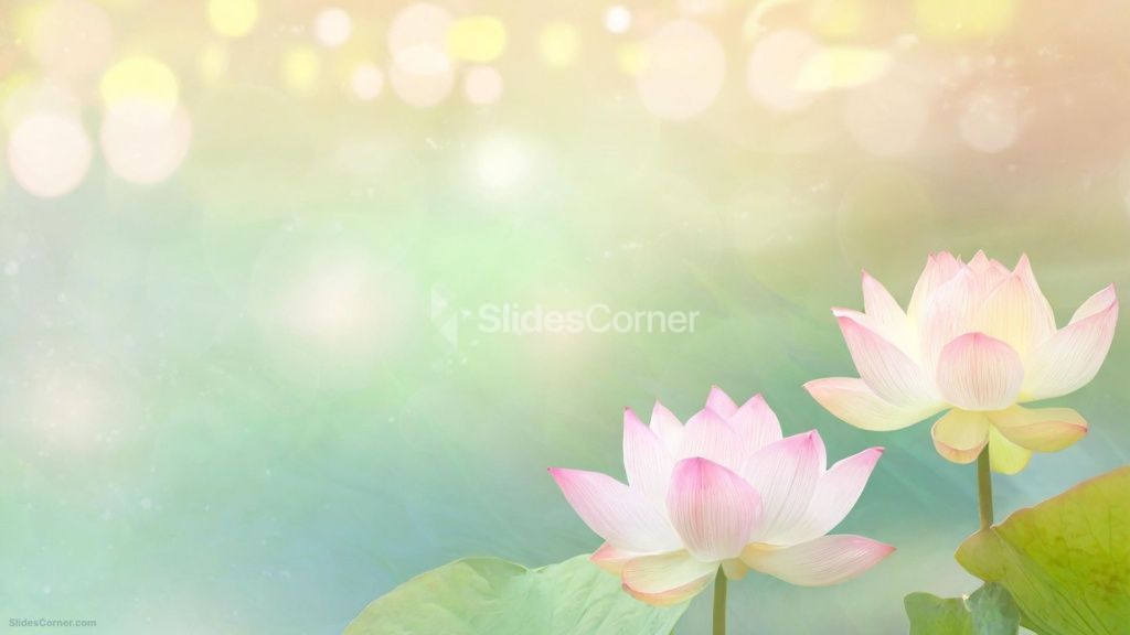Powerpoint Background Spring Bokeh with Lotus Flowers