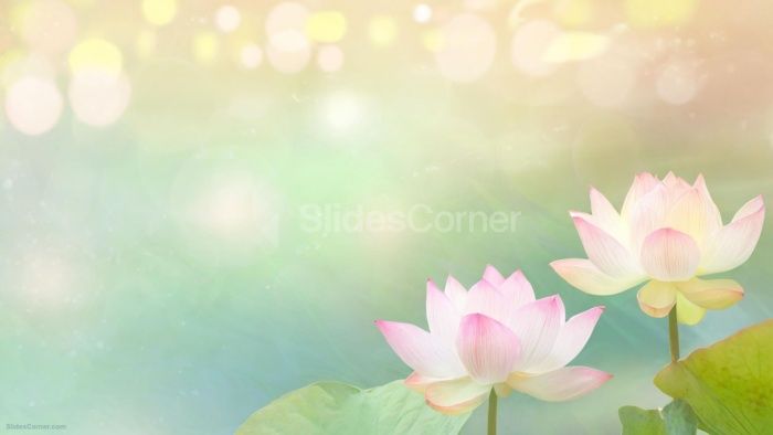 Powerpoint Background Spring Bokeh with Lotus Flowers