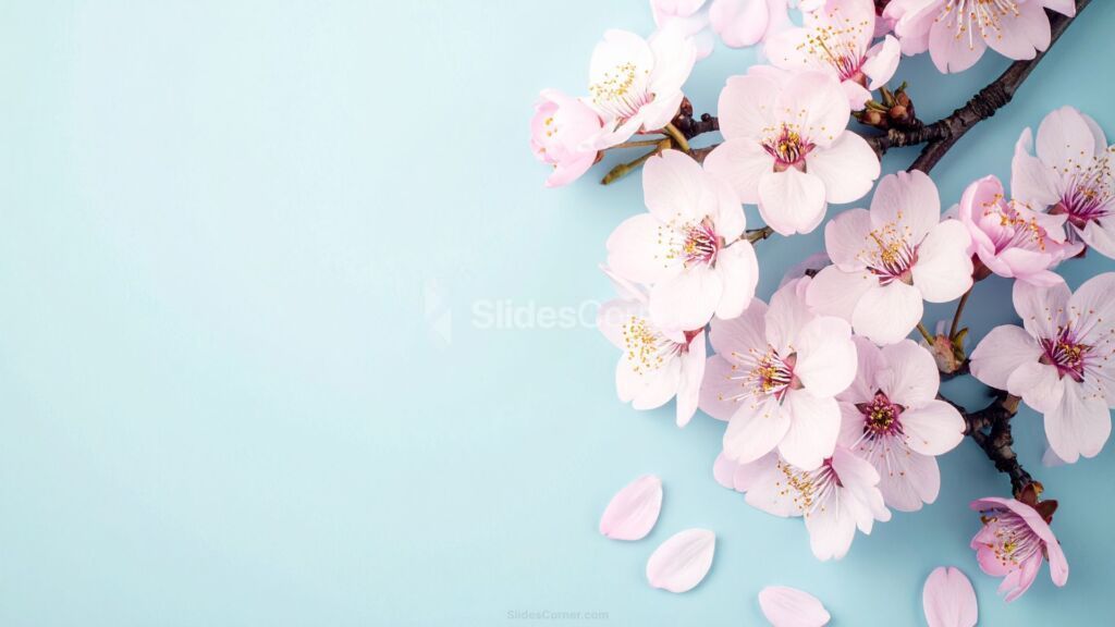 Elegant Floral Powerpoint Background Pink Cherry Blossom
