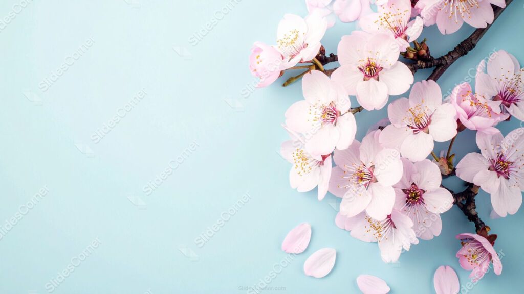 Elegant Floral Powerpoint Background Pink Cherry Blossom Elegant Floral Powerpoint Background Pink Cherry Blossom