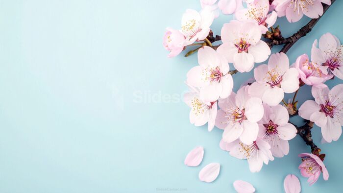 Elegant Floral Powerpoint Background Pink Cherry Blossom