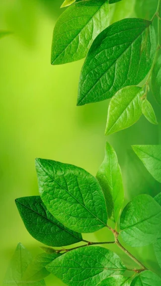 Green Leaves Phone Wallpaper Free Download 1080×1920