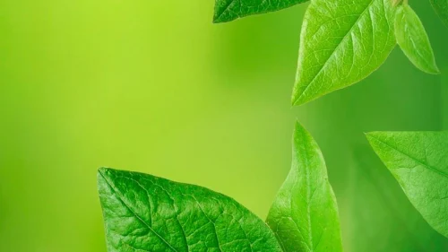 Green leaves closeup vertical phone wallpaper free download 1080x1920 for mobile and Instagram Story