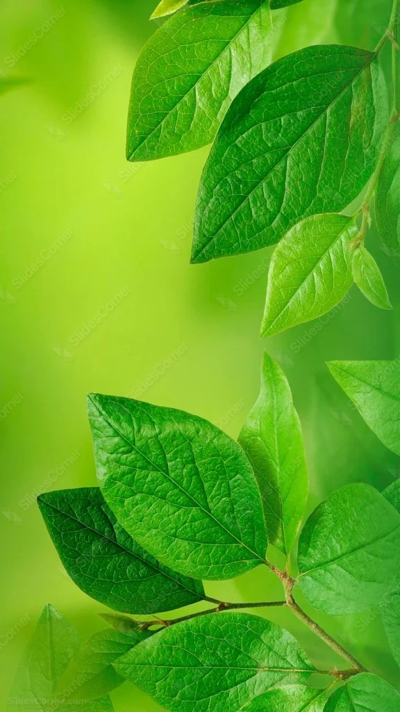 Green Leaves Phone Wallpaper Free Download 1080×1920 Green Leaves Phone Wallpaper Free Download 1080×1920