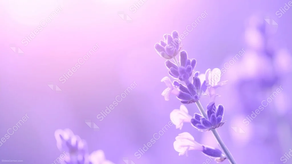 Lavender Background For Google Slides With A Sharp Macro Sprig Lavender Background For Google Slides With A Sharp Macro Sprig