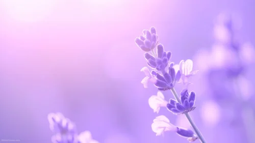 Lavender Background For Google Slides With A Sharp Macro Sprig