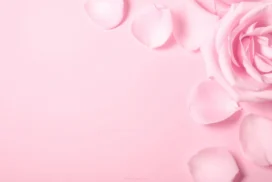 Pink Rose Background For Slides With A Single Bloom And Petals