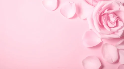 Pink Rose Background For Slides With A Single Bloom And Petals Pink Rose Background For Slides With A Single Bloom And Petals