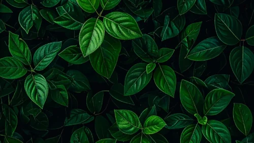 Dark Green Leaves Wallpaper for Phone – Free 1080×1920 Download