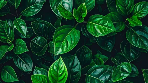 Fresh Green Foliage Wallpaper for Phone – Free 1080×1920 Download Fresh Green Foliage Wallpaper for Phone – Free 1080×1920 Download