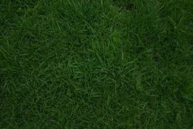 Green Grass Background For PowerPoint With Clover Texture
