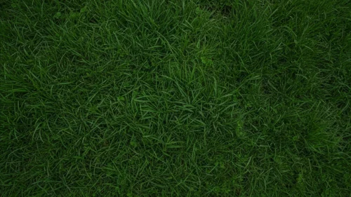 Top-down green grass lawn texture with clover leaves background for PowerPoint
