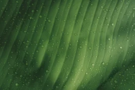Green Leaf Background For PowerPoint With Glistening Water Drops