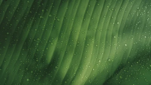 Close-up tropical green leaf covered in glistening water droplets, background for PowerPoint