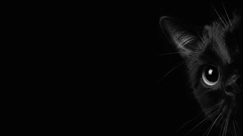 Black Cat Background For PowerPoint With Glowing Eye Black Cat Background For PowerPoint With Glowing Eye