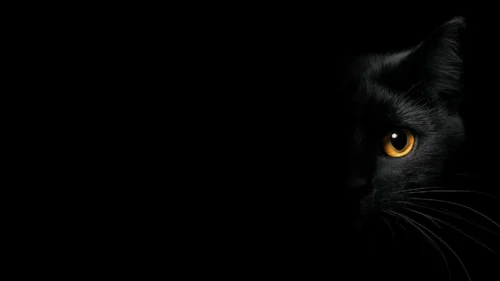 Black Cat Background with a Single Amber Eye in Deep Shadow Black Cat Background with a Single Amber Eye in Deep Shadow