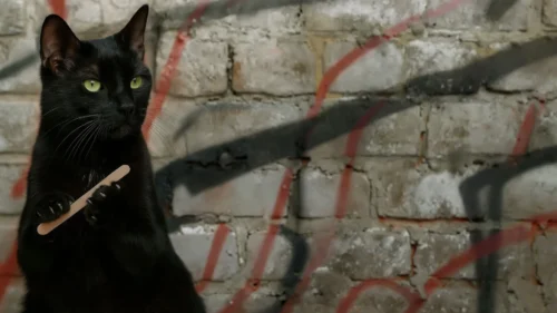 Black Cat Background For Google Slides With A Graffiti Wall Black Cat Background For Google Slides With A Graffiti Wall