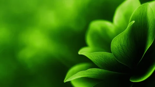 Green Leaf Background For PowerPoint With A Layered Rosette Green Leaf Background For PowerPoint With A Layered Rosette