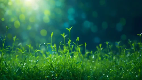 Green Grass Background for PowerPoint with Dewy Bokeh Light Green Grass Background for PowerPoint with Dewy Bokeh Light