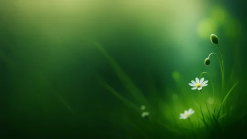 Green Flower Background For PowerPoint With Single Daisy Stem Green Flower Background For PowerPoint With Single Daisy Stem