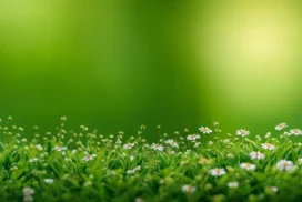 Green Nature Background For PowerPoint With Daisies In Grass