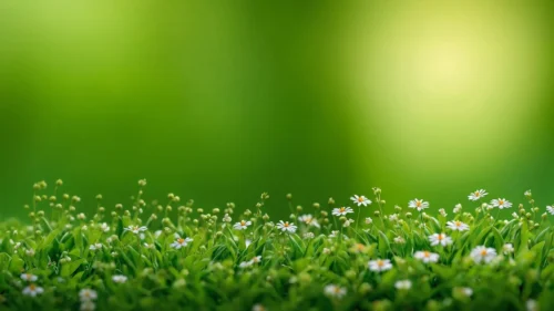 Green Nature Background For PowerPoint With Daisies In Grass