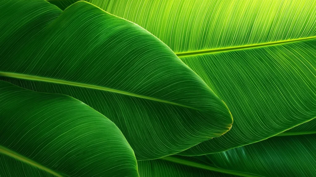 Green Leaf Background For PowerPoint With Backlit Banana Leaves