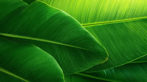 Green Leaf Background For PowerPoint With Backlit Banana Leaves Green Leaf Background For PowerPoint With Backlit Banana Leaves