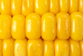 Corn Background for PowerPoint with Glossy Yellow Kernel Rows