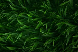 Green Grass Background for PowerPoint with Dark Blades
